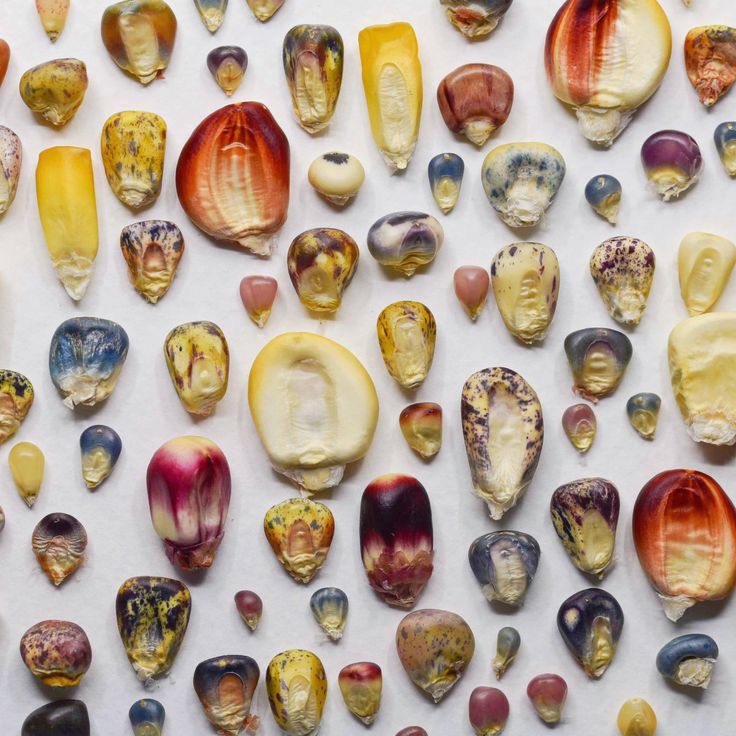 Sturzenegger redacta otro DNU: ahora va por el Instituto Nacional de Semillas 