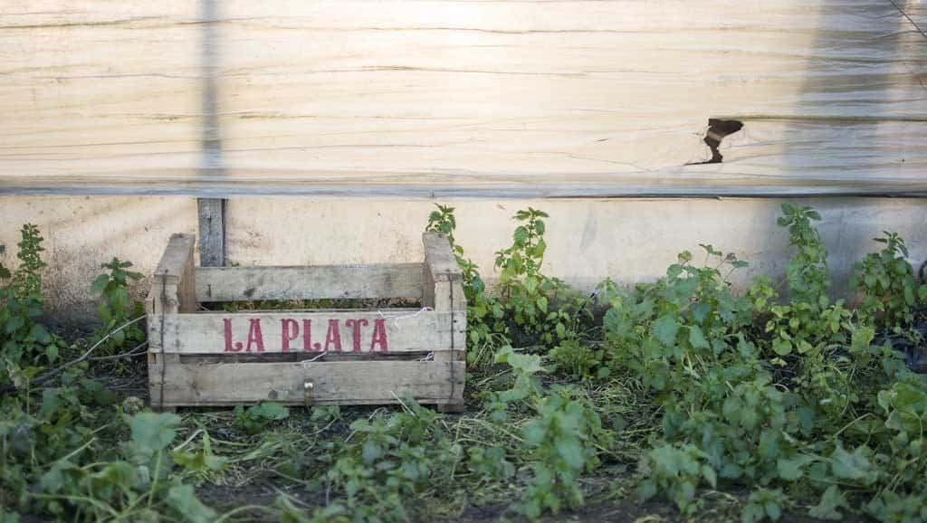 El cinturón que alimenta la región: entre el éxodo y la resistencia