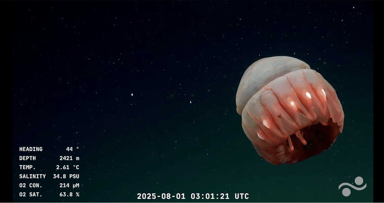 Bajo del mar: entre lo bello y lo político 