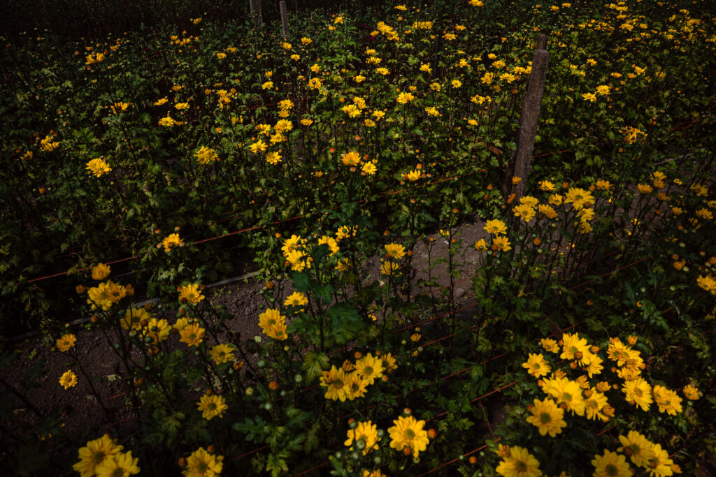 Cultivo flores de San Vicente. Cinturon platense.