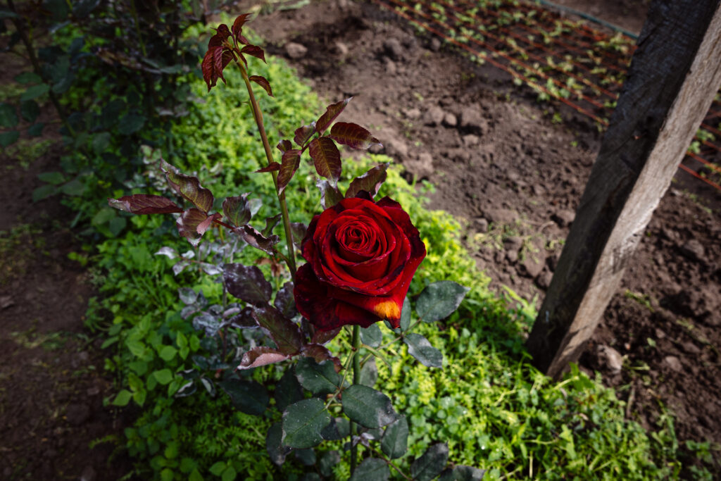 Cultivo de rosas. Rosa infectada con hongo.