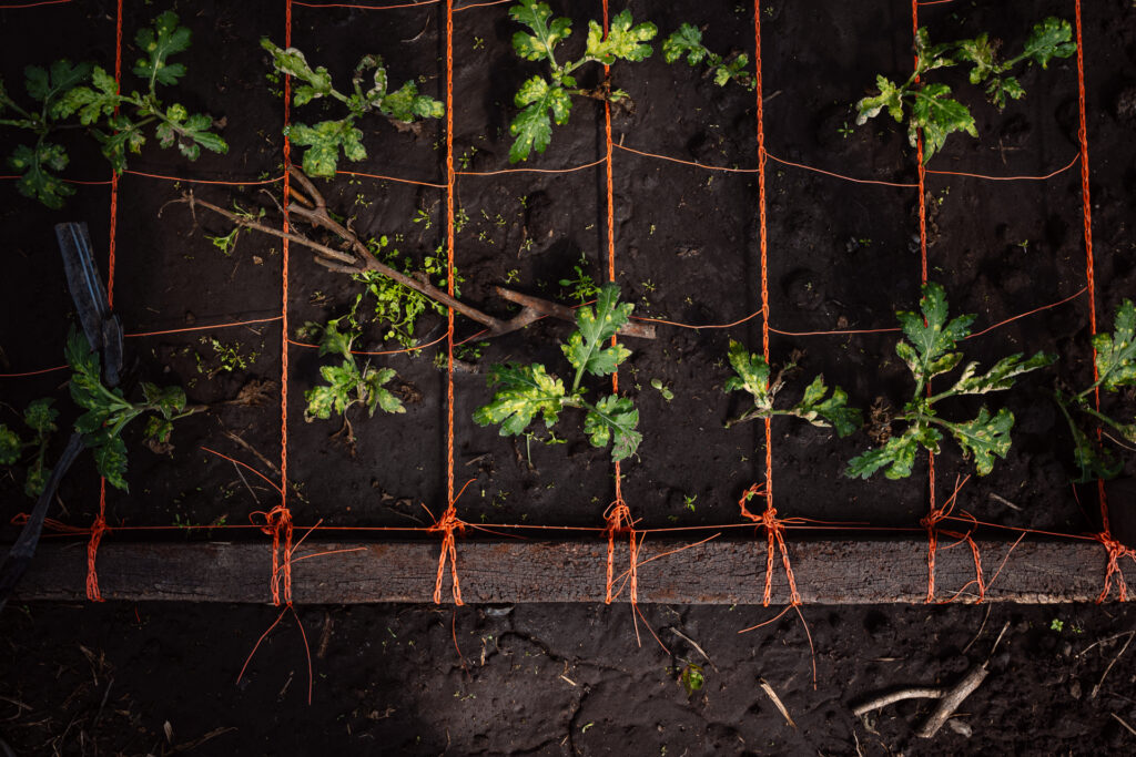 Cultivo de Astromelias. Floricultura en provincia de Buenos Aires